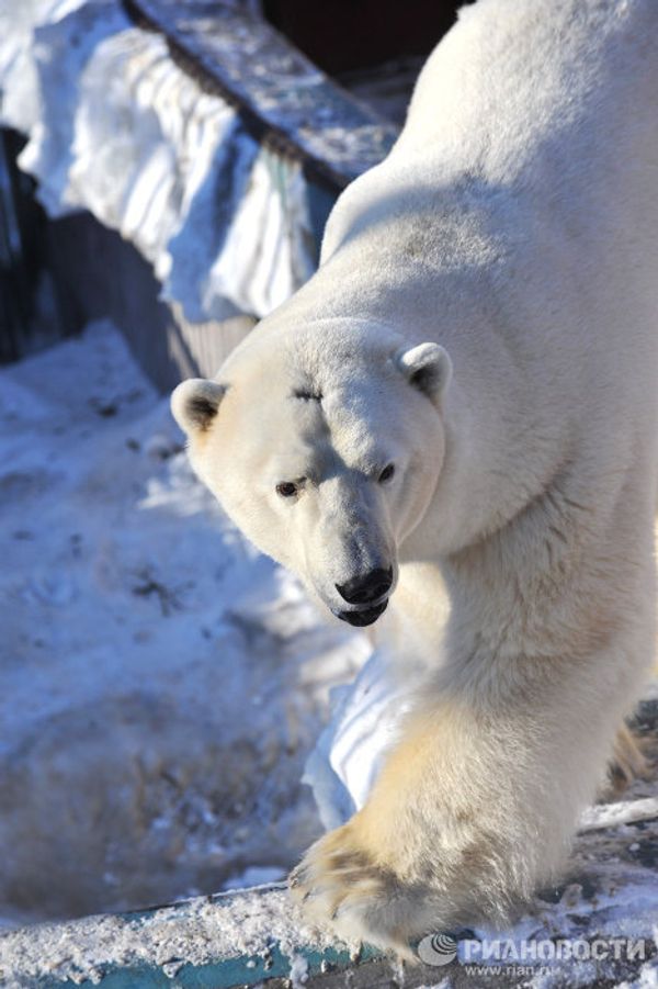 Umka the polar bear named Mr Zoo 2011 - Sputnik International