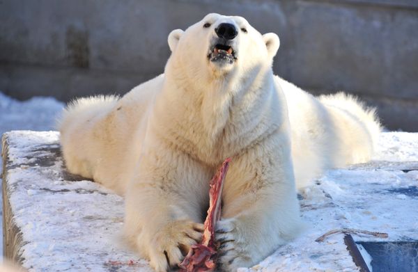 Umka the polar bear named Mr Zoo 2011 - Sputnik International