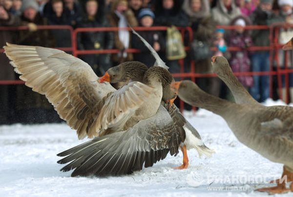 Maslenitsa festival marks the end of winter - Sputnik International
