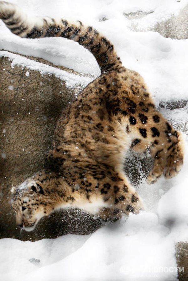 2014 Olympic Games: Mascots in Moscow Zoo - Sputnik International