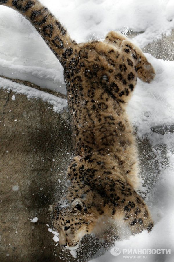 2014 Olympic Games: Mascots in Moscow Zoo - Sputnik International