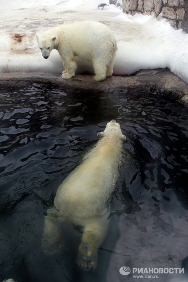 2014 Olympic Games: Mascots in Moscow Zoo - Sputnik International