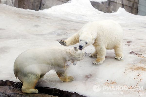 2014 Olympic Games: Mascots in Moscow Zoo - Sputnik International