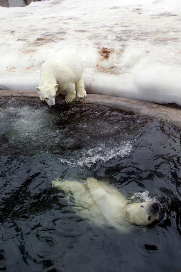 2014 Olympic Games: Mascots in Moscow Zoo - Sputnik International