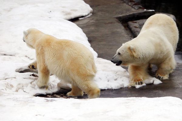2014 Olympic Games: Mascots in Moscow Zoo - Sputnik International