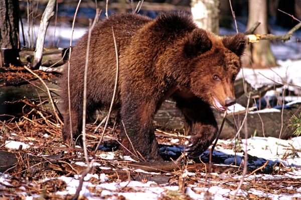 Brown bear  - Sputnik International