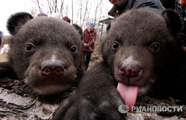 Animal news: black bear cubs and gibbon gives birth - Sputnik International