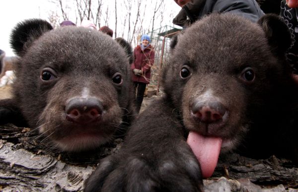  Animal news: black bear cubs and gibbon gives birth - Sputnik International