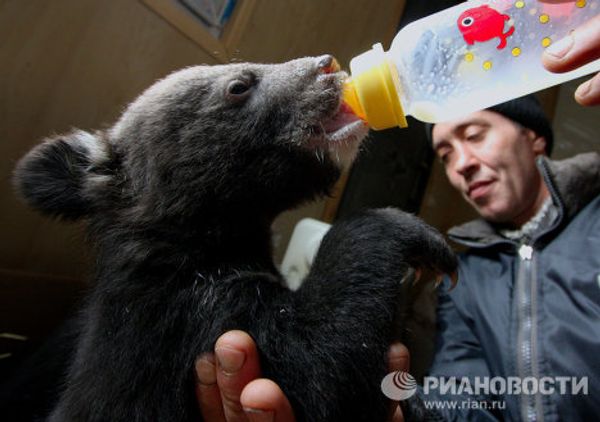  Animal news: black bear cubs and gibbon gives birth - Sputnik International