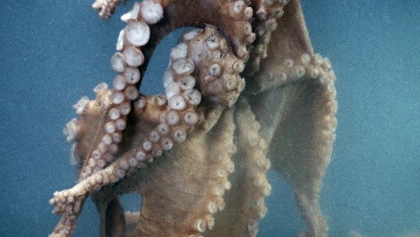 Octopus - Sputnik International