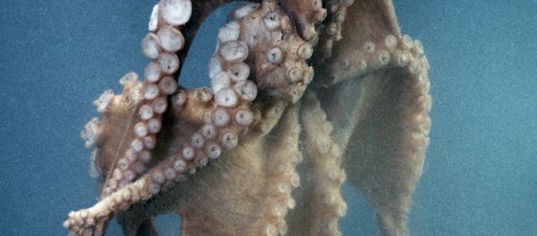 Octopus - Sputnik International
