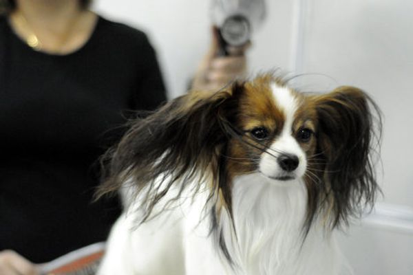 Fluffy terriers and shaggy sheepdogs on display at Moscow dog show - Sputnik International