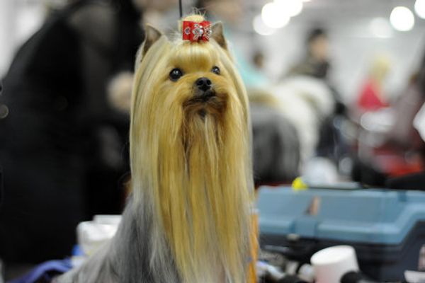 Fluffy terriers and shaggy sheepdogs on display at Moscow dog show - Sputnik International