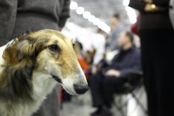 Fluffy terriers and shaggy sheepdogs on display at Moscow dog show - Sputnik International
