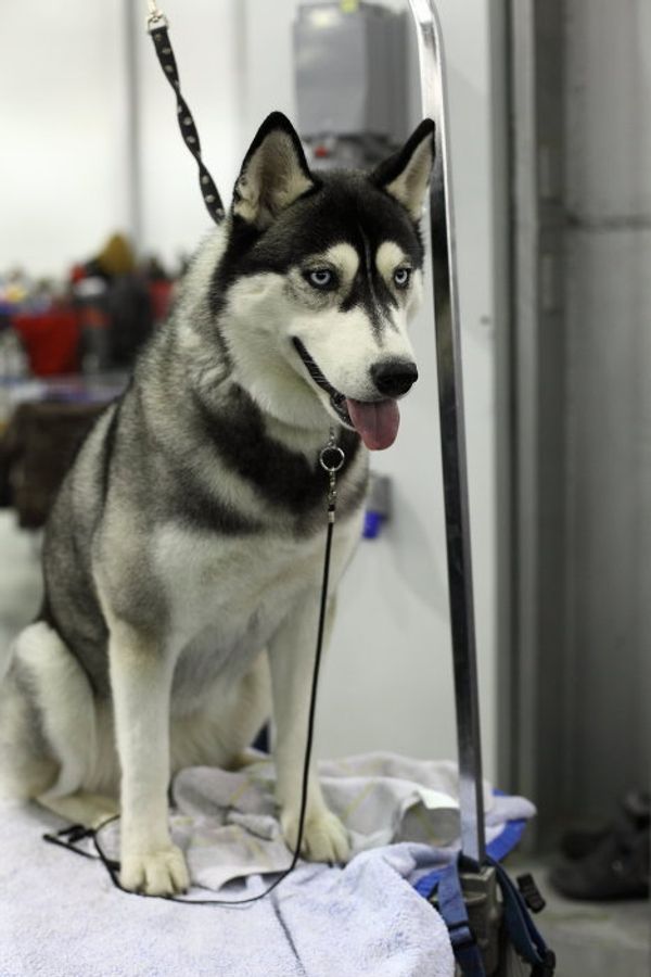 Fluffy terriers and shaggy sheepdogs on display at Moscow dog show - Sputnik International