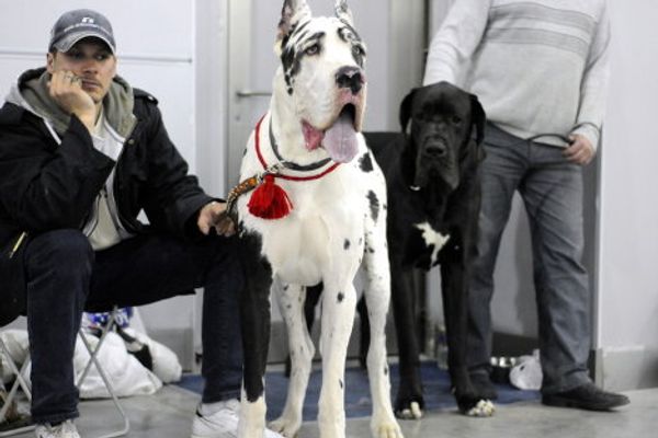 Fluffy terriers and shaggy sheepdogs on display at Moscow dog show - Sputnik International