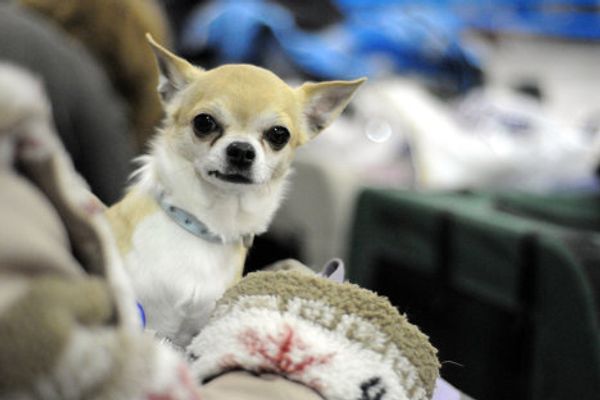 Fluffy terriers and shaggy sheepdogs on display at Moscow dog show - Sputnik International