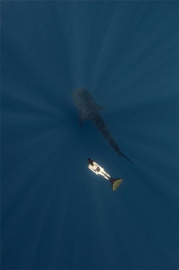 Golden Turtle wildlife photo exhibition Golden Turtle wildlife photo exhibition - Sputnik International