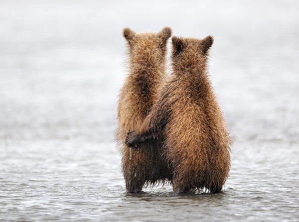 Golden Turtle wildlife photo exhibition Golden Turtle wildlife photo exhibition - Sputnik International