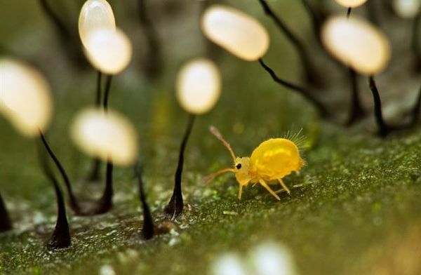 Golden Turtle wildlife photo exhibition Golden Turtle wildlife photo exhibition - Sputnik International