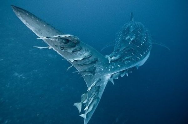 Golden Turtle wildlife photo exhibition Golden Turtle wildlife photo exhibition - Sputnik International