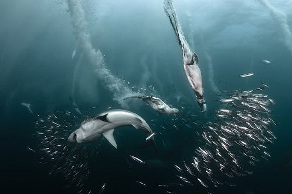 Golden Turtle wildlife photo exhibition Golden Turtle wildlife photo exhibition - Sputnik International