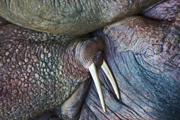 Golden Turtle wildlife photo exhibition Golden Turtle wildlife photo exhibition - Sputnik International