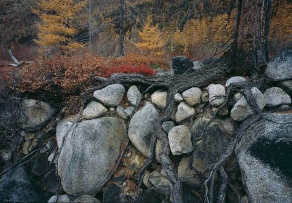 Golden Turtle wildlife photo exhibition Golden Turtle wildlife photo exhibition - Sputnik International