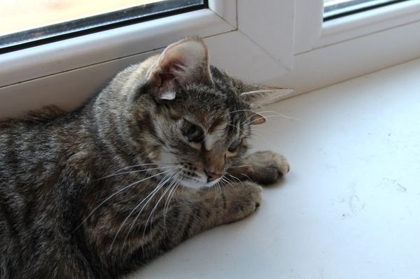 Biologist from central Russia shelters cat with five ears - Sputnik International