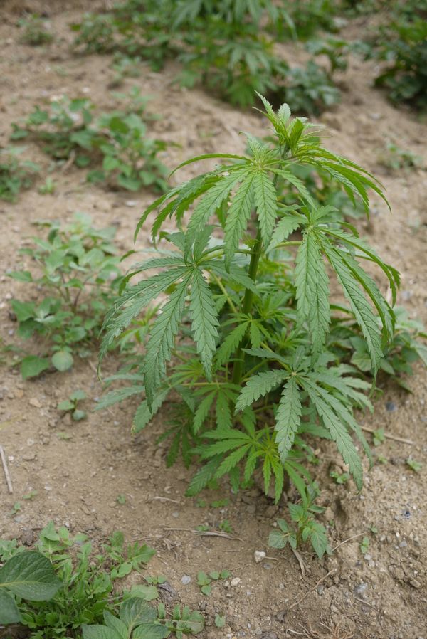 Cannabis  - Sputnik International