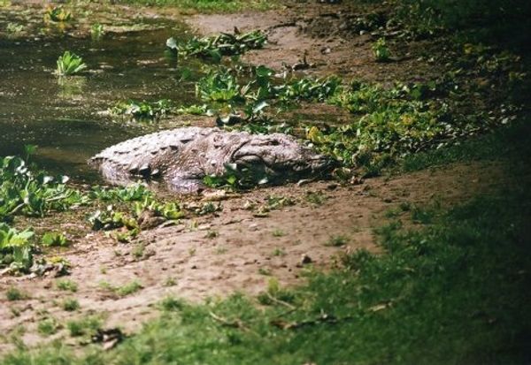 Wildlife in Nepal Wildlife in Nepal - Sputnik International