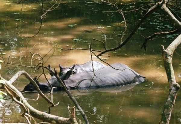 Wildlife in Nepal Wildlife in Nepal - Sputnik International