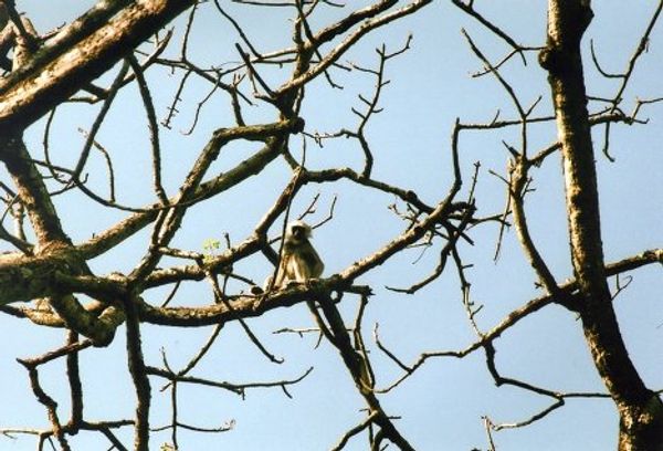 Wildlife in Nepal Wildlife in Nepal - Sputnik International