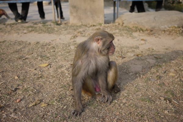 Wildlife in Nepal Wildlife in Nepal - Sputnik International