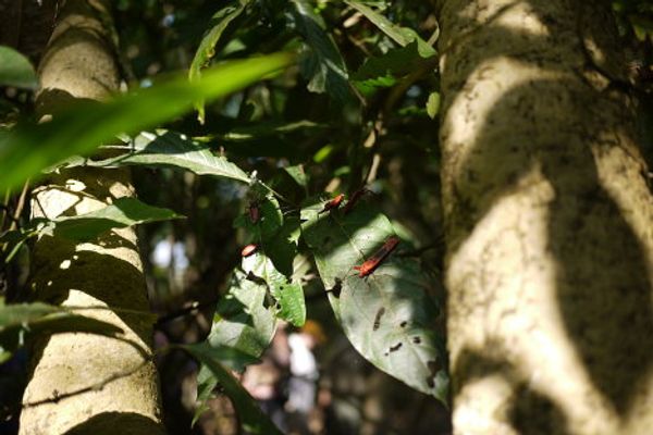 Wildlife in Nepal Wildlife in Nepal - Sputnik International