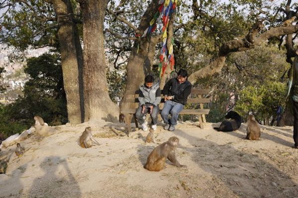 Wildlife in Nepal Wildlife in Nepal - Sputnik International