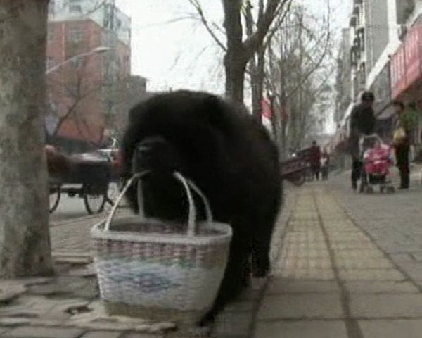 A shopping dog  - Sputnik International