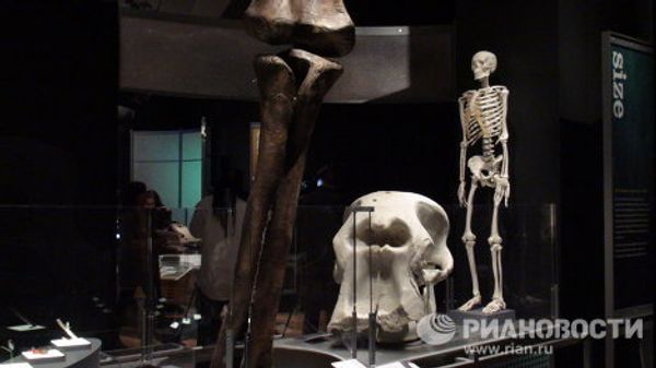 The world’s largest dinosaurs - in New York - Sputnik International