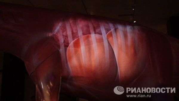 The world’s largest dinosaurs - in New York - Sputnik International