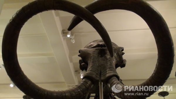 The world’s largest dinosaurs - in New York - Sputnik International
