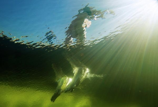 Award-winning masterpieces of the “Sports Russia” photo contest  - Sputnik International