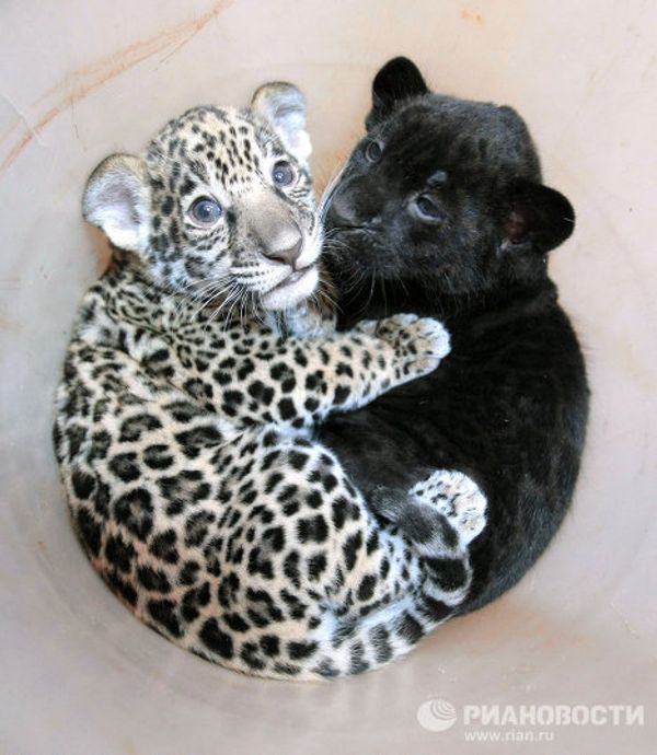 Jaguar triplets born at St. Petersburg Zoo - Sputnik International