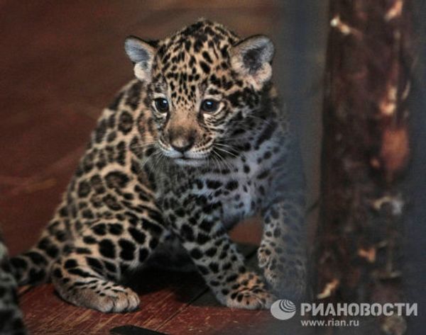 Jaguar triplets born at St. Petersburg Zoo - Sputnik International