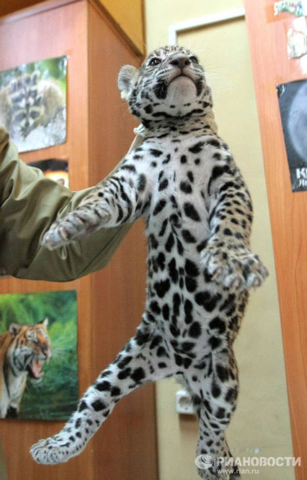 Jaguar triplets born at St. Petersburg Zoo - Sputnik International
