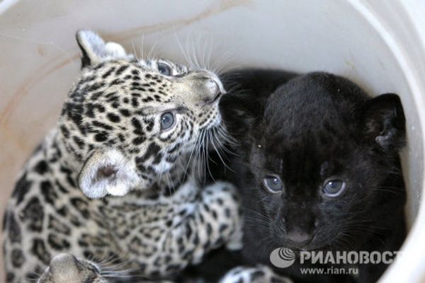 Jaguar triplets born at St. Petersburg Zoo - Sputnik International
