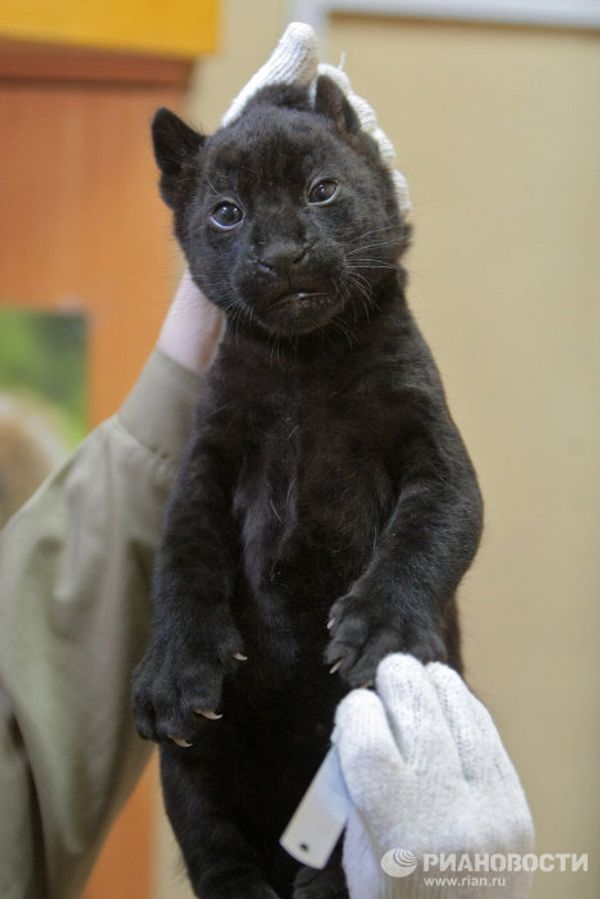 Jaguar triplets born at St. Petersburg Zoo - Sputnik International