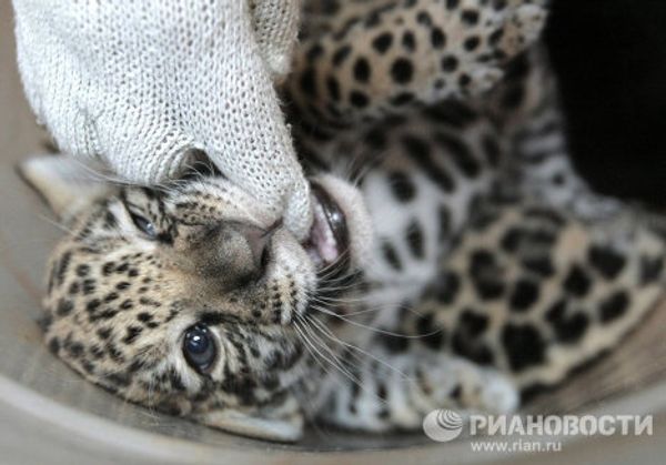 Jaguar triplets born at St. Petersburg Zoo - Sputnik International