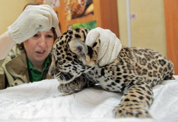 Jaguar triplets born at St. Petersburg Zoo - Sputnik International