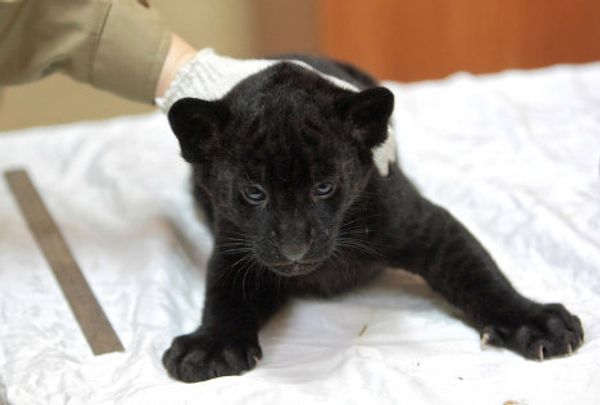 Jaguar triplets born at St. Petersburg Zoo - Sputnik International