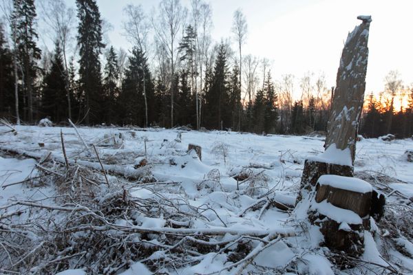 The Khimki Forest - Sputnik International